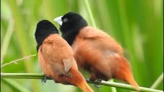 Black-Headed Munia -  dating