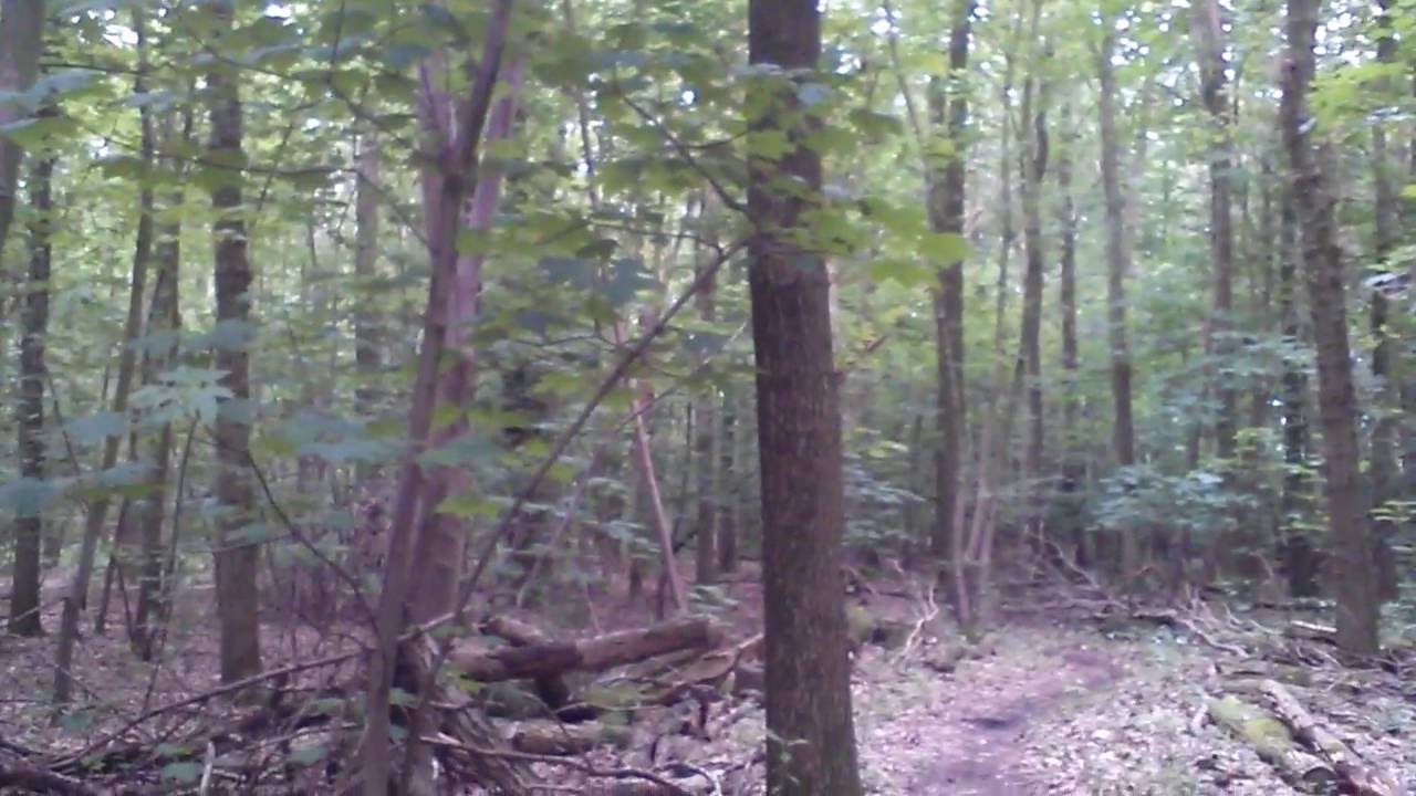 buitenkeuken Kadoelerbos vogelgeluiden preview 10 juli