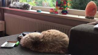 Cat sounds snoring Ragdoll