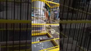 Download Lagu cendet isian getar restu MP3