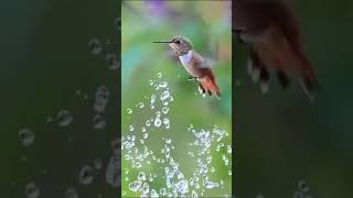 Morning Alarm Tone /Free Download   Bird Sounds/#Morning Sound screenshot 5