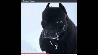 Broken Heart - Jaybee