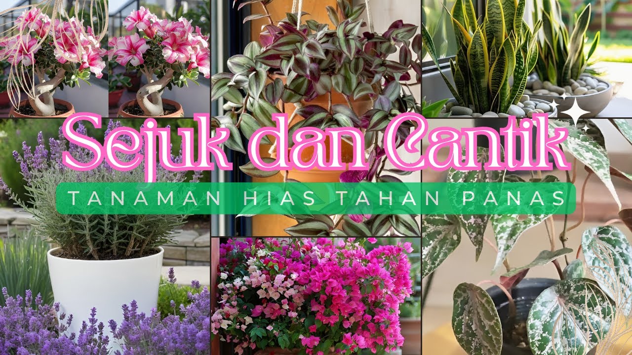 CANTIK! Inilah 15 Tanaman Hias Tahan Panas! Taman Depan Rumah Tropis Auto Sejuk Meski PANAS Membara!