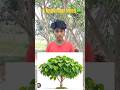 kya aap jaante hain ? 5 trees fact #shorts
