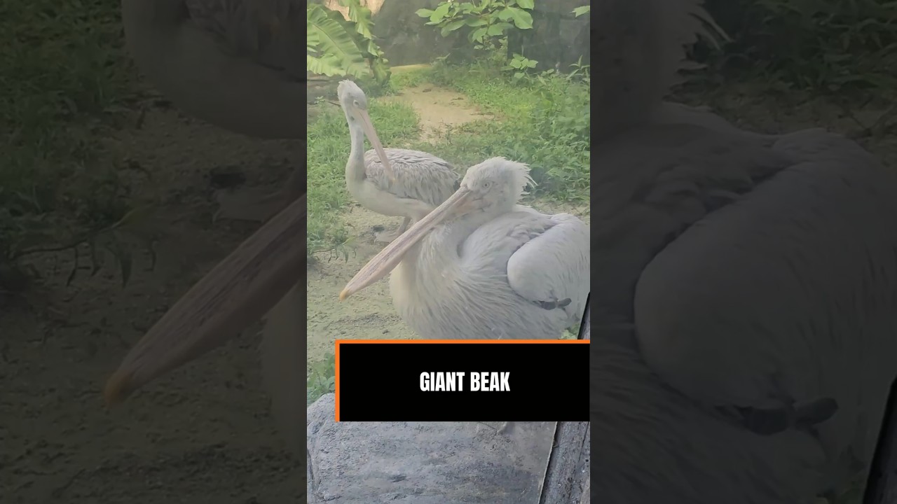 This Bird’s Beak Is Basically a Fishing Net 😮