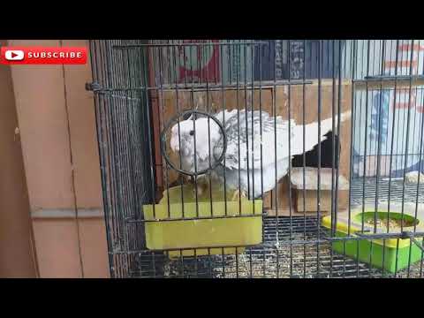 14+ Burung valk terbaru