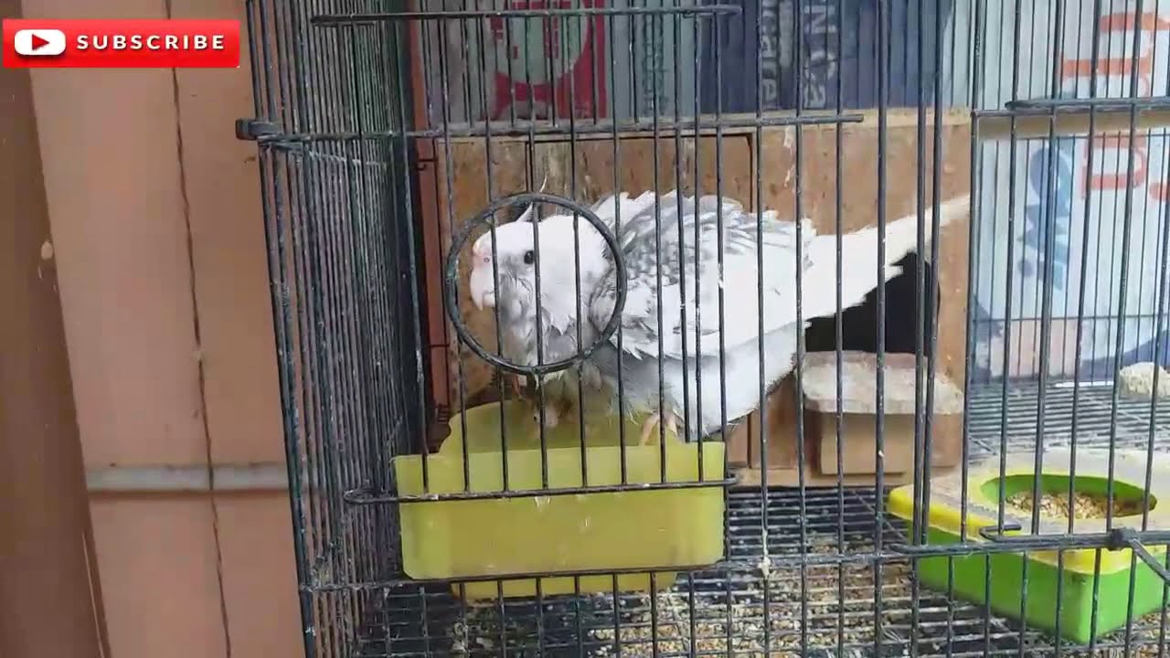 Burung Falk Mandi Pagi Di Tempat Minum Parkit Australia