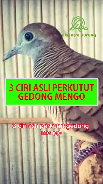 3 Ciri Asli Perkutut Gedong Mengo #shorts #perkutut #disentraburung #katuranggan #gedongmengo #birds