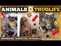 Animals thuglife      animals  thug life  nian thug life