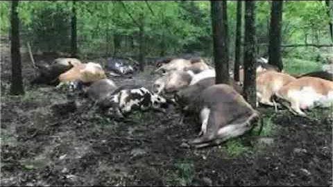 Lightning kills 32 cows, leaving them 