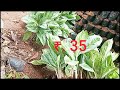 INDOOR PLANTS available / 8547300884