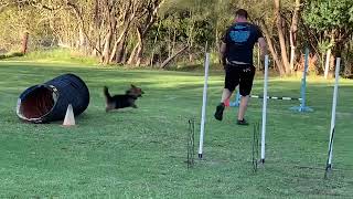 Australian Terrier Agility