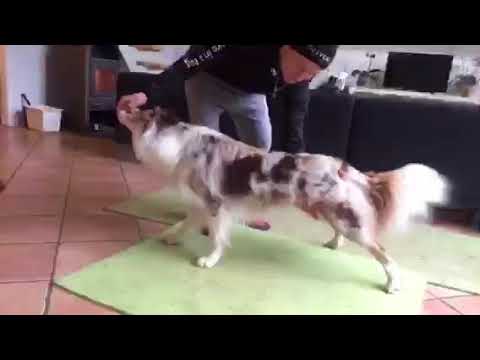 Video: Kan en kiropraktor hjælpe hunde?