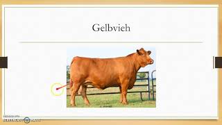 Cattle Breeds and Terms