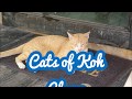 Cats of Thailand