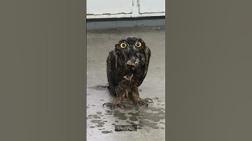 Watch This Owl Get a Second Chance at Life #owl #shorts
