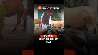 PM Modi shares instagram reel of him feeding cows and peacocks on Independence day