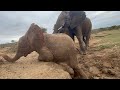 Bubi & Khanyisa Time - Albino baby elephant, Khanyisa just wants to play 🐘