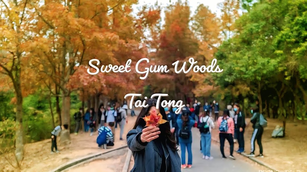 SWEET GUM WOODS  THE RED LEAVES  IN TAI TONG