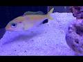 ウスハナフエハナダイ Pristipomoides amoenus