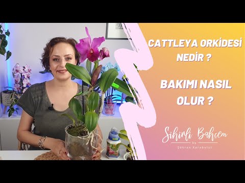 Video: Cattleya Orkide Hakkında Bilgi - Cattleya Orkide Nasıl Yetiştirilir