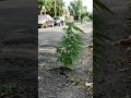 nature #sativa #canabis_sativa #cbd #thcs #flowers #weed #cultivo #mary #maryjane #art #IA #nature