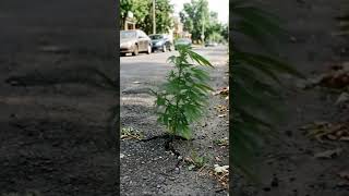 nature #sativa #canabis_sativa #cbd #thcs #flowers #weed #cultivo #mary #maryjane #art #IA #nature