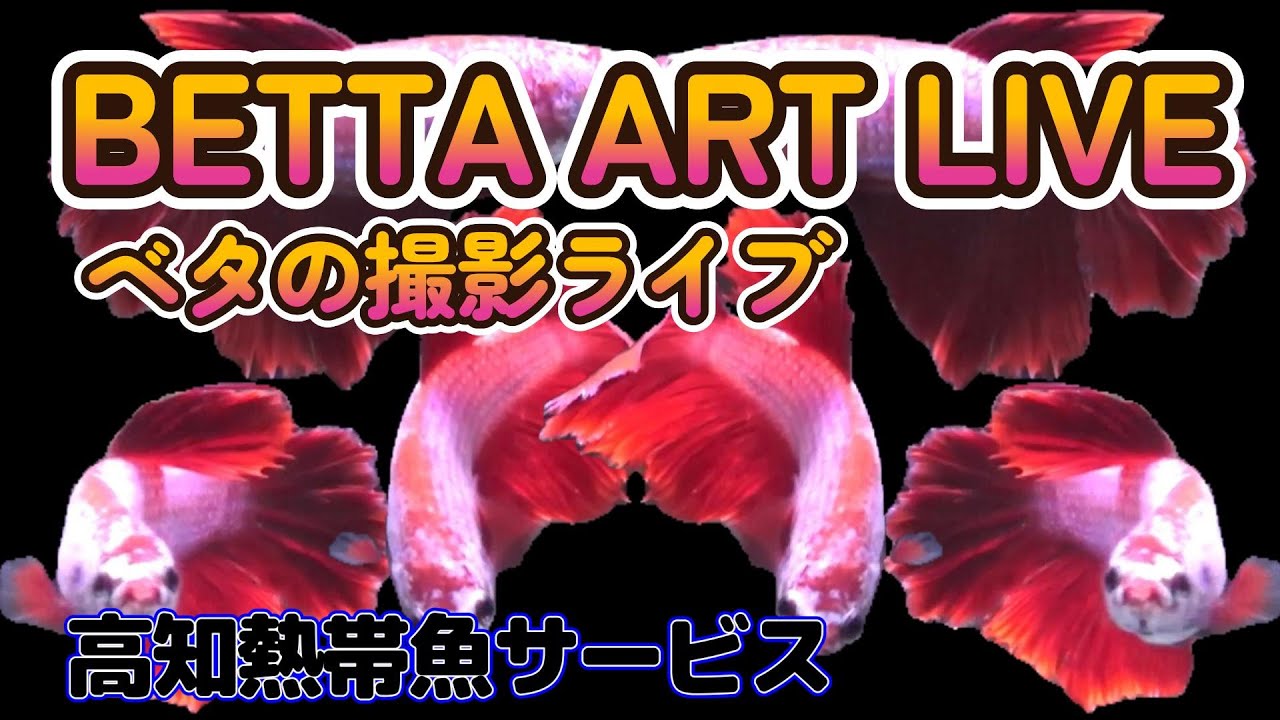BETTA ART MUSIC Vail tail BETTA 2024年3月23日 - YouTube