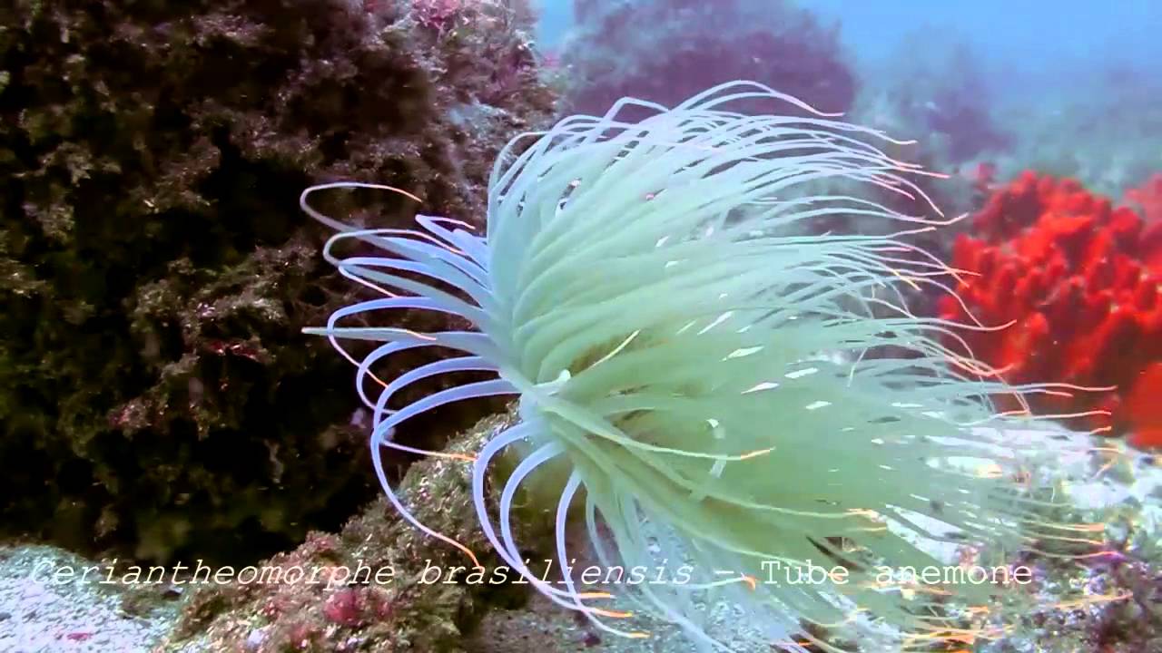 Santa Catarina's  Rocky Reefs