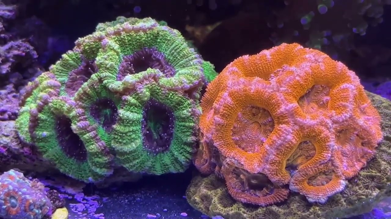 PopBloom RL90 WiFi Reef LED Light – Full Spectrum For Coral & Marine Tanks Up To 2ft