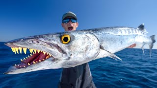 TOXIC Truth about this Fish... Catch Clean Cook (Barracuda)