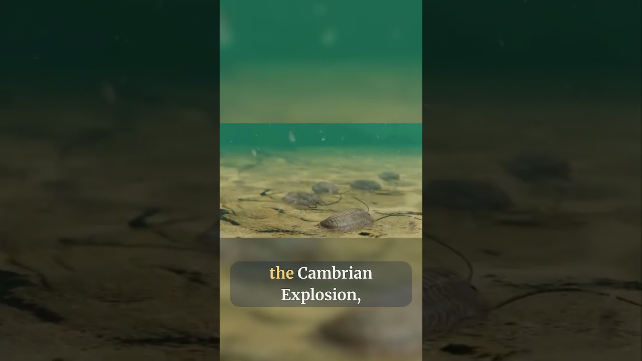 The History of the World: The Cambrian Explosion!
