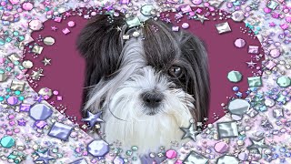 YouTube Dog And Family Meet Fans Of The Channel! | Shih Tzu Lovers