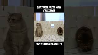Cat Toilet Paper Carpet Challenge!! Expectation vs Reality #Cat #Challenge #Kittisaurus
