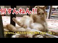 オス猫だいずのキンタマタマをメジャーでペタペタする父ちゃん；猫おもしろ動画