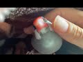キューキュー甘え鳴きをして飼い主を隙間に誘ってくれる文鳥 あずき java sparrow