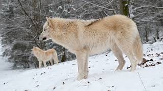 Howling Arctic Wolves Tani and Yuki