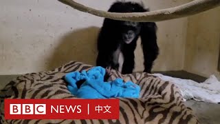 黑猩猩媽媽與新生兒團聚的溫馨時刻－ BBC News 中文