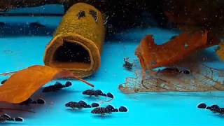 L213 - Ancistrus Species Small Pleco - L-Welse