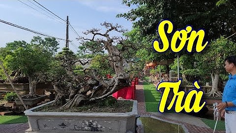 SH.5240. Cây Sơn Trà bạch giá 120 triệu đẹp quá. Đth liên hệ 03.999.03.128.