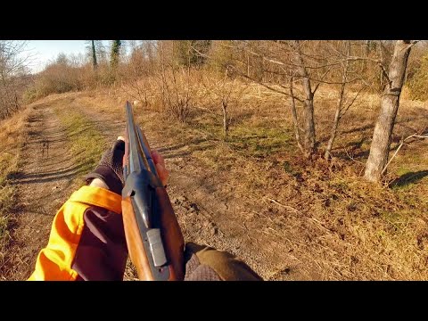 ტყის ქათამზე ნადირობა / Hunting Woodcock / Caccia alla Beccaccia