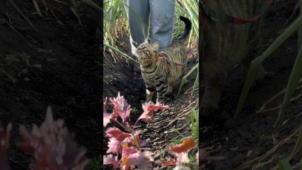 ネギの間に隠れながら獲物を狙うトラジ。何を狙っているのでしょうか? #猫 #cat #キジトラ