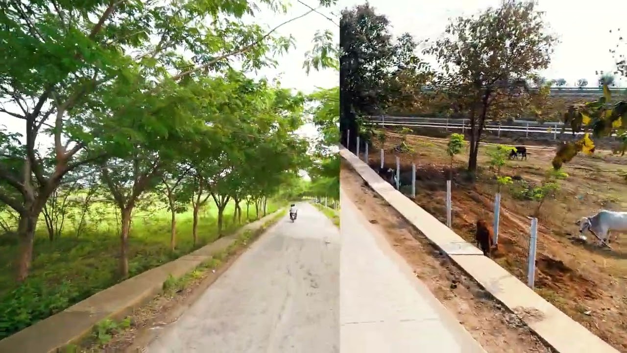 Lush green roadside tree plantation by Rakshak Self watering tree guard at Mouda , Central India