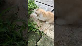 My Daily Cats and Kittens Activities
