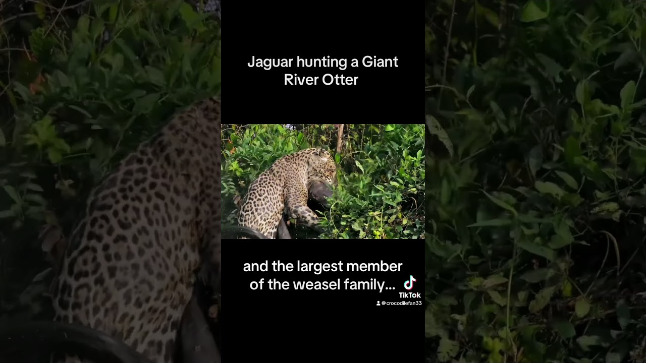 Ягуар охотится на гигантскую речную выдру 