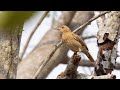 Red Oven Bird Behavior and Nesting