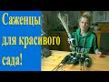 Выбираю саженцы для сада!