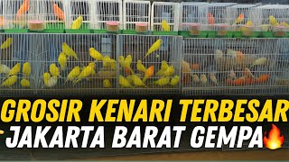 Download Lagu BARU TAU‼️ TERNYATA DISINI PUSAT GROSIRAN BURUNG KENARI TERBESAR DI JAKARTA BARAT‼️ BIKIN GEMPAR🔥 MP3 Download Lagu BARU TAU‼️ TERNYATA DISINI PUSAT GROSIRAN BURUNG KENARI TERBESAR DI JAKARTA BARAT‼️ BIKIN GEMPAR🔥 MP3