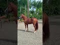 🐎 NEXT FAME ZZ 🔥 #cavalo #horse #haras #quartodemilha #cavalos #fazenda #veterinaria