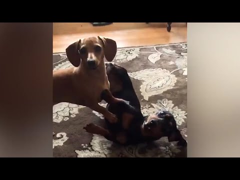 【海外おもしろ動画】世界の笑える失敗集 part71